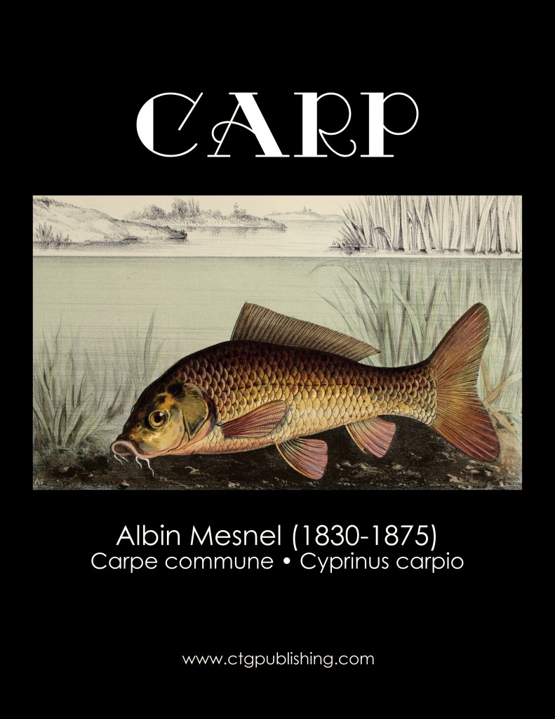 Carp - Fish Illustration by Albin Mesnel