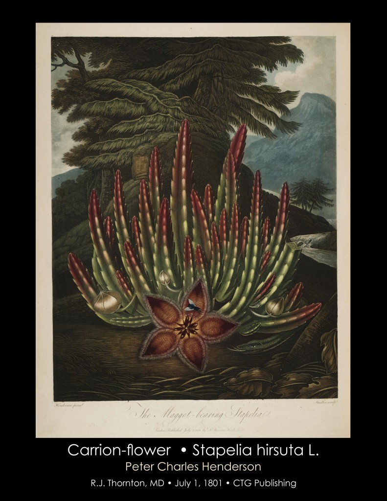 Carrion Flower Illustration from Temple of Flora R.J. Thornton published 1801
