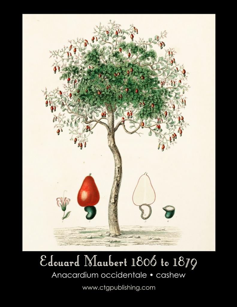 Cashew Illustration by Edouard Maubert from Dictionnaire universel d'histoire naturelle published 1861