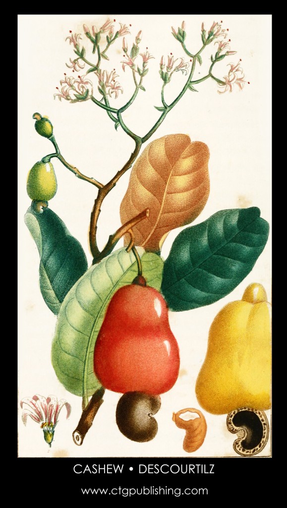 Cashew Tree Illustration by Descourtilz