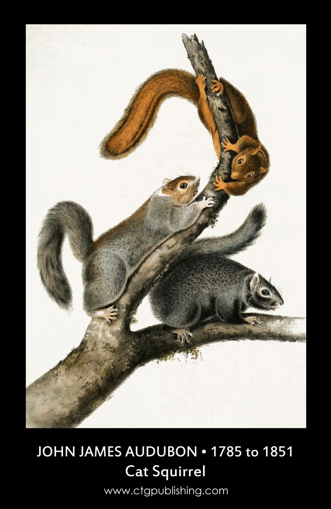 Cat Squirrel - Illustration by John James Audubon