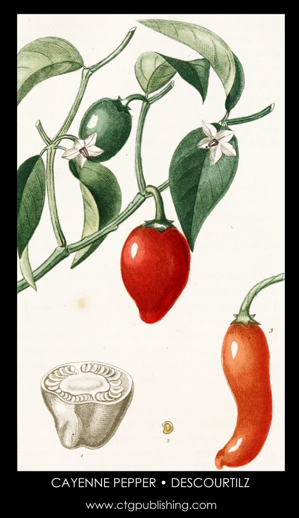Cayenne Pepper Plant Illustration by Descourtilz