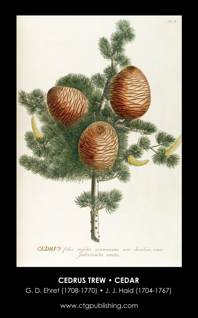 Cedar Illustration by Georg Dionysius Ehret