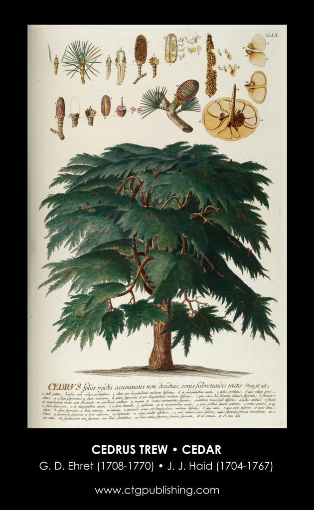 Cedar Illustration by Georg Dionysius Ehret