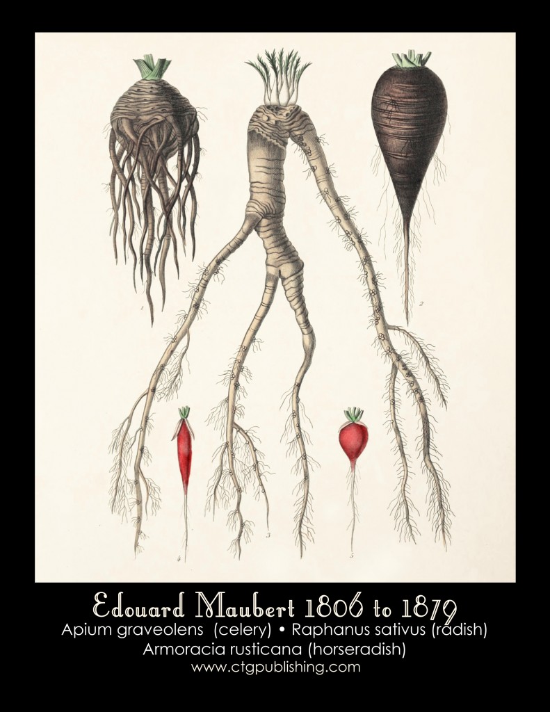 Celery, Radish and Horseradish Illustration by Edouard Maubert