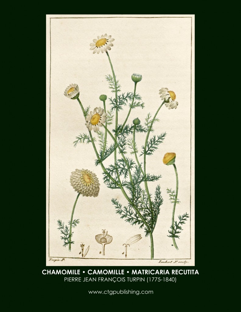 Chamomile Botanical Print by Turpin