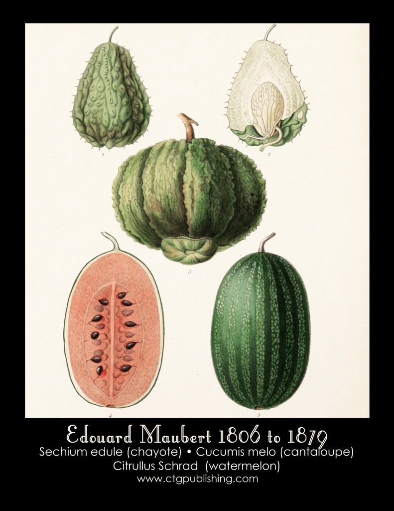 Chayote, Cantaloupe and Watermelon Illustration by Edouard Maubert