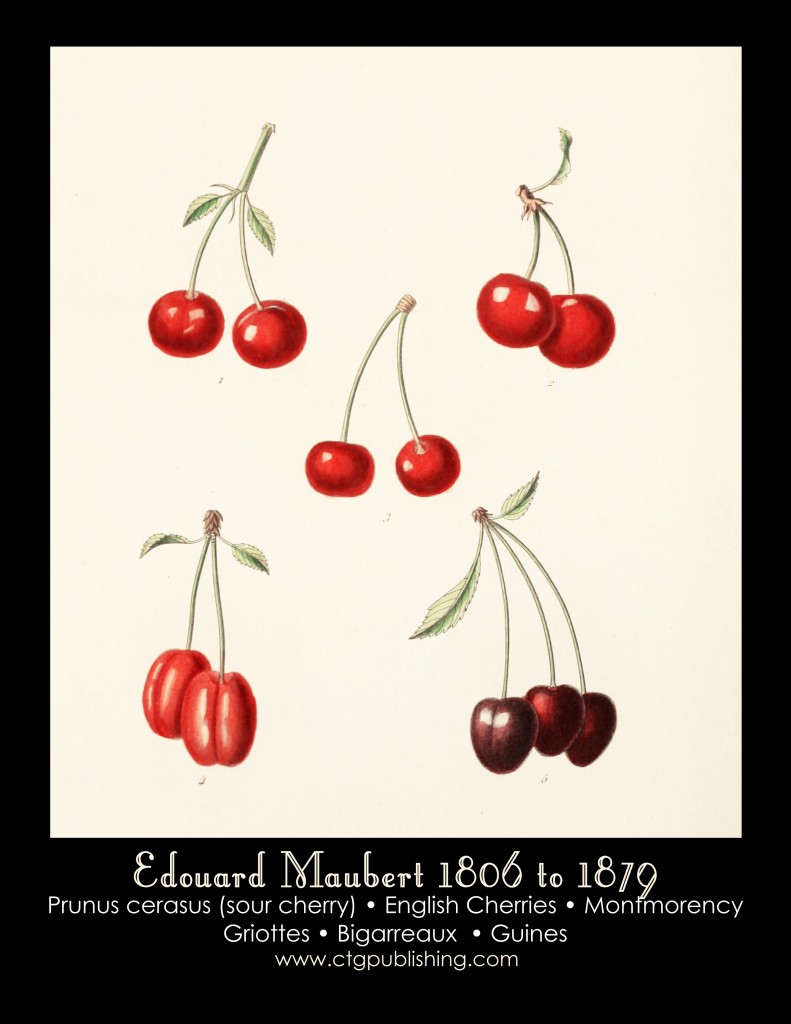 Cherry Illustration by Edouard Maubert