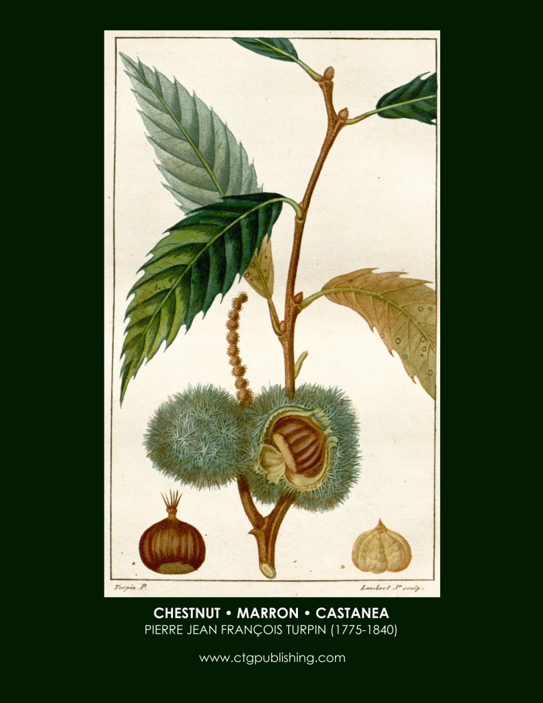 Chestnut Fruit Botanical Print by Turpin