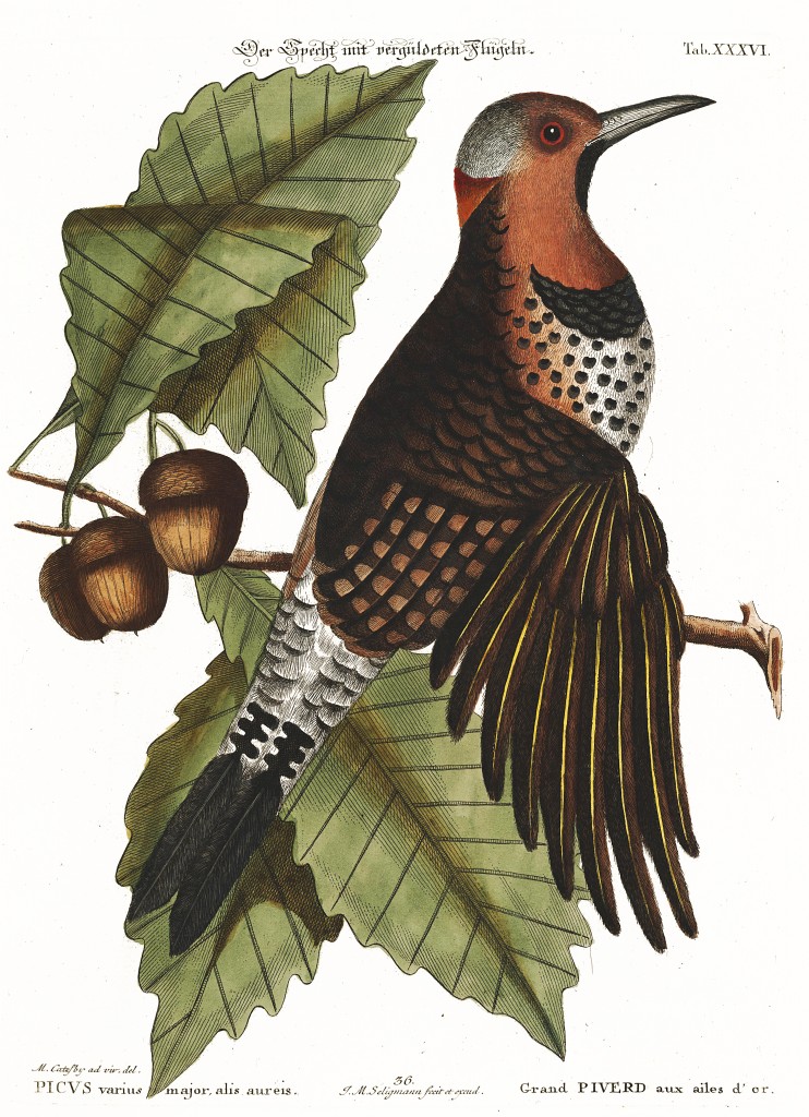 Golden Winged Woodpecker with Chestnut Oak Illustration by Mark Catesby circa 1722