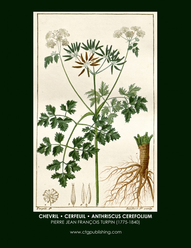 Chevril Botanical Print by Turpin