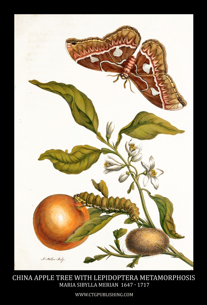 China Apple and Lepidoptera Metamorphosis Image by Maria Sibylla Merian circa 1705