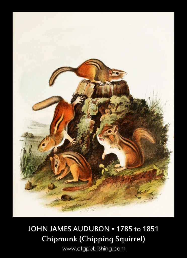 Chipmunk - Illustration by John James Audubon