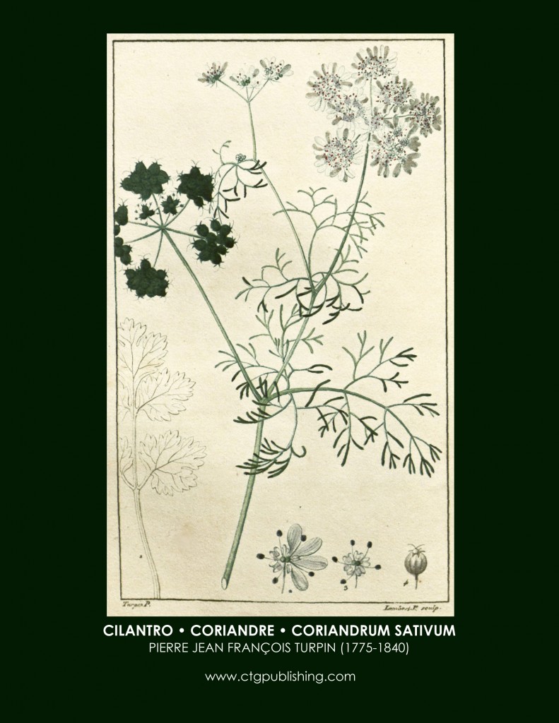 Cilantro Botanical Print by Turpin