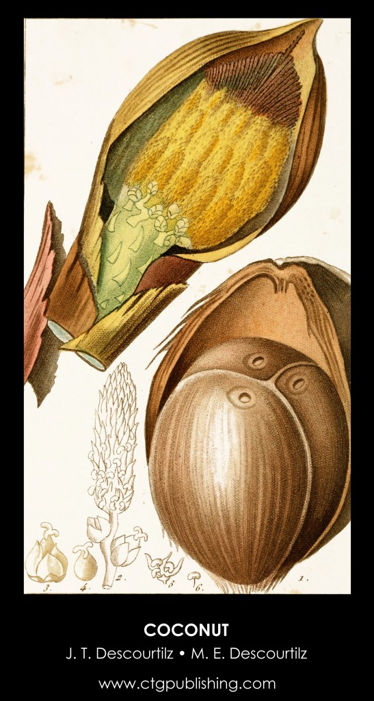 Coconut Fruit Illustration by Descourtilz