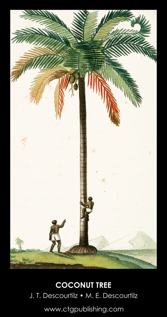 Coconut Tree Illustration by Descourtilz