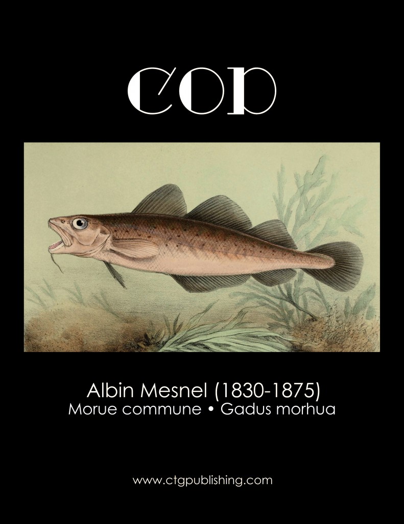 Cod - Fish Illustration by Albin Mesnel