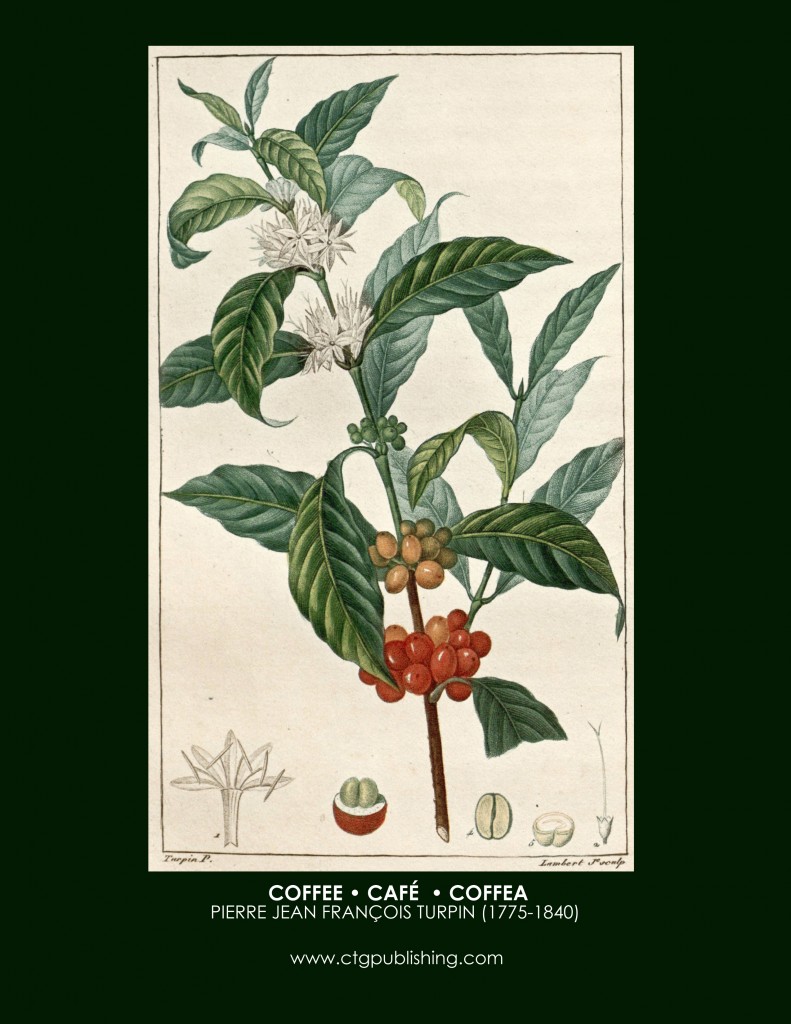 Coffee Plant Botanical Print by Turpin