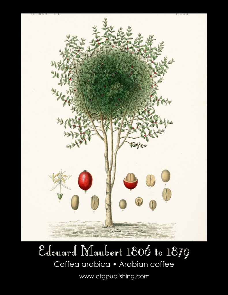 Coffee Tree Illustration by Edouard Maubert