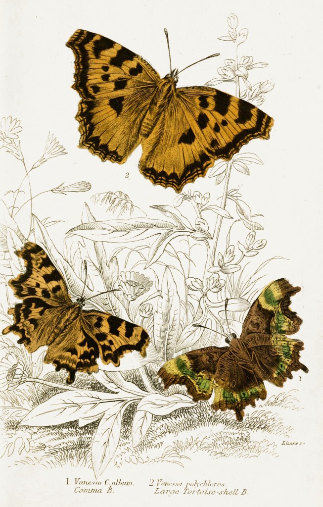 Comma and Large Tortoise-shell Butterflies - Illustration by W.H. Lizars circa 1855