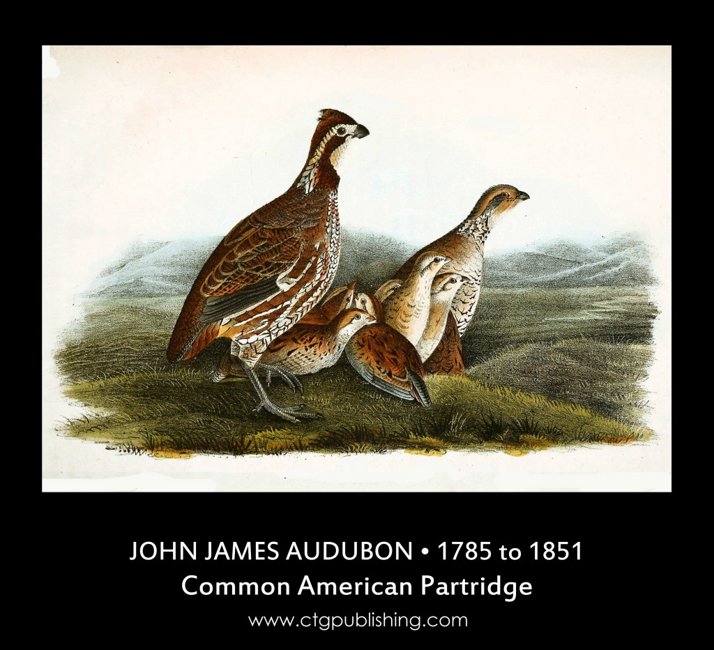 Common American Partridge - Illustration by John James Audubon circa 1840