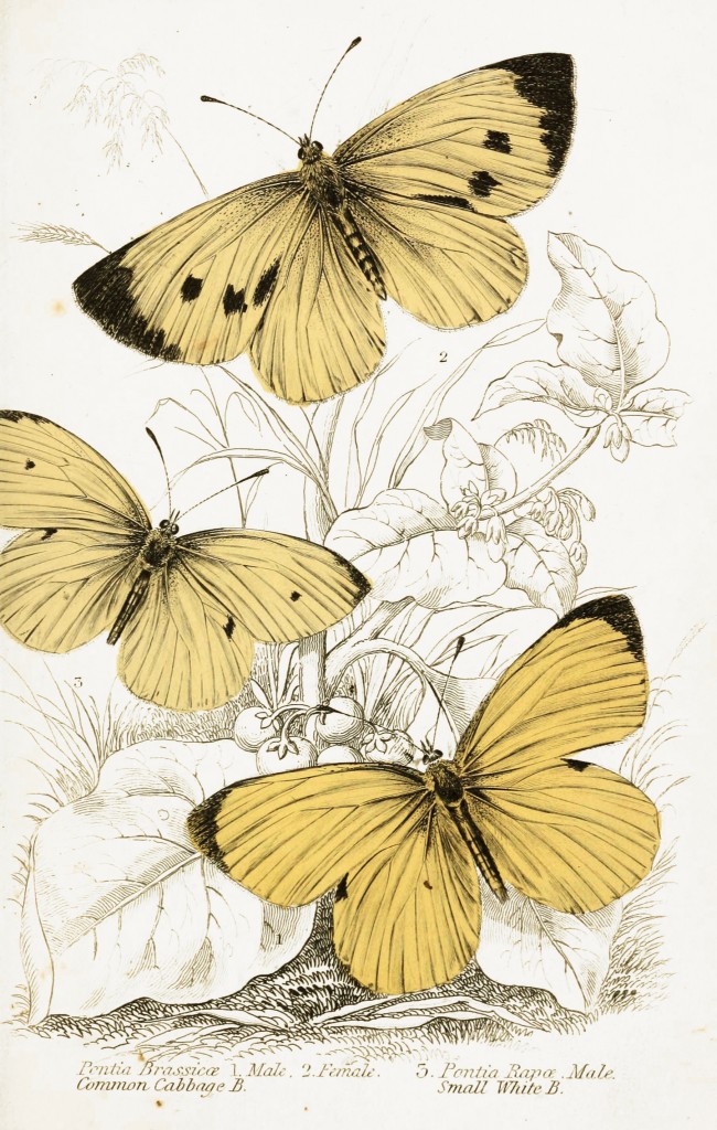 Common Cabbage and Small White Butterflies - Illustration by W.H. Lizars circa 1855