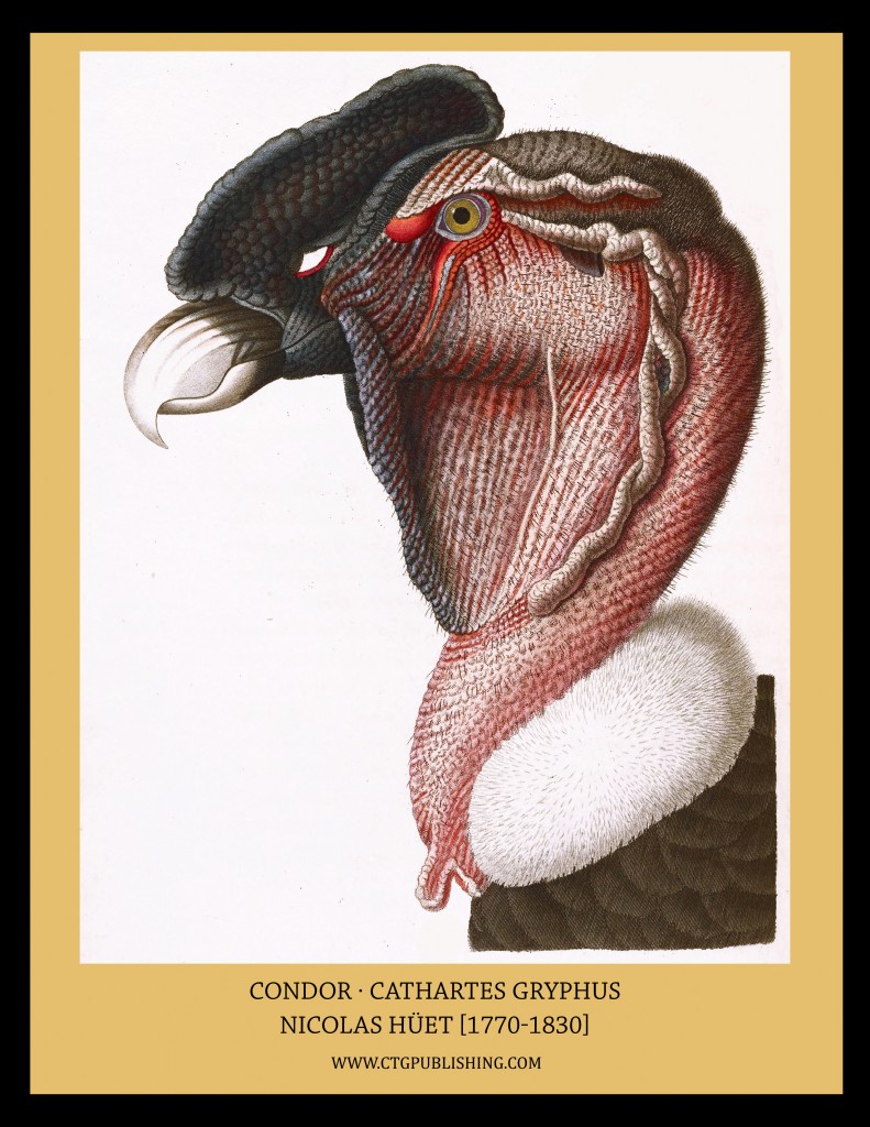 Condor - Illustration by Nicolas Huet