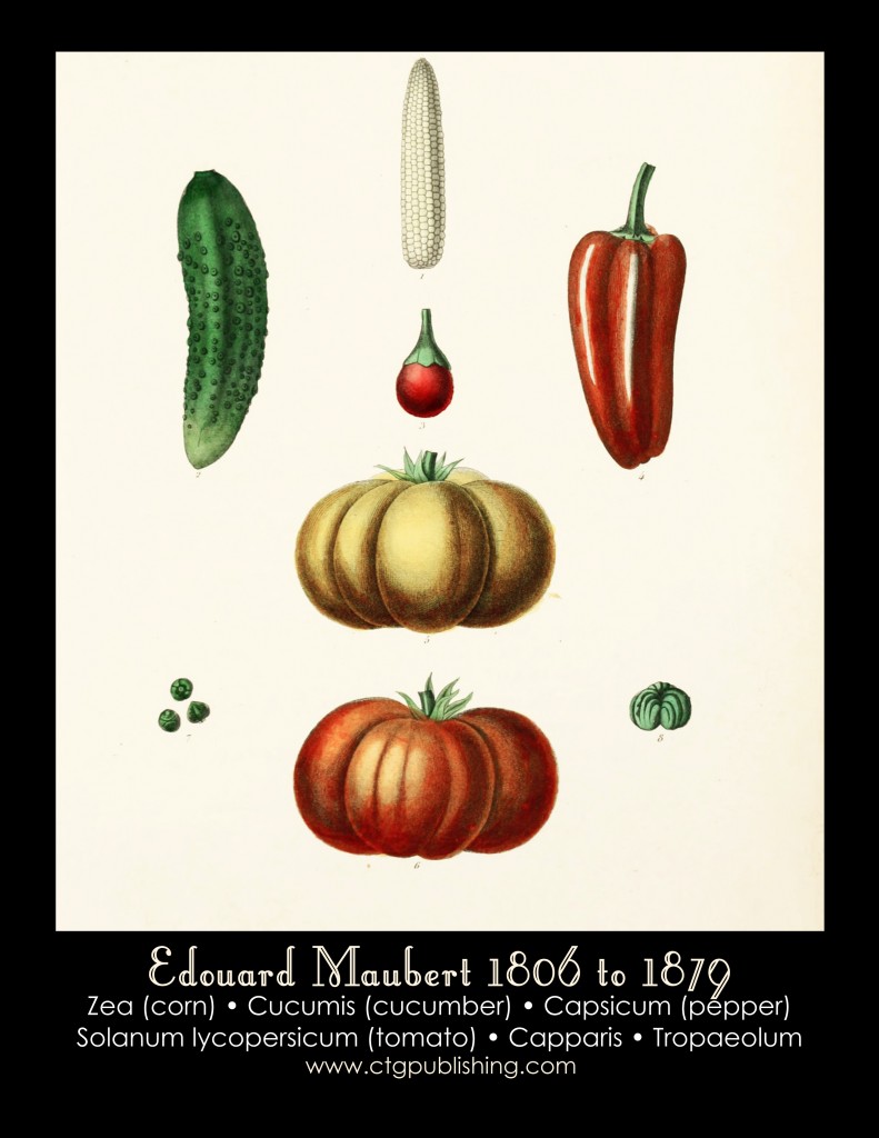 Corn, Cucumber, Pepper and Tomato Illustration by Edouard Maubert