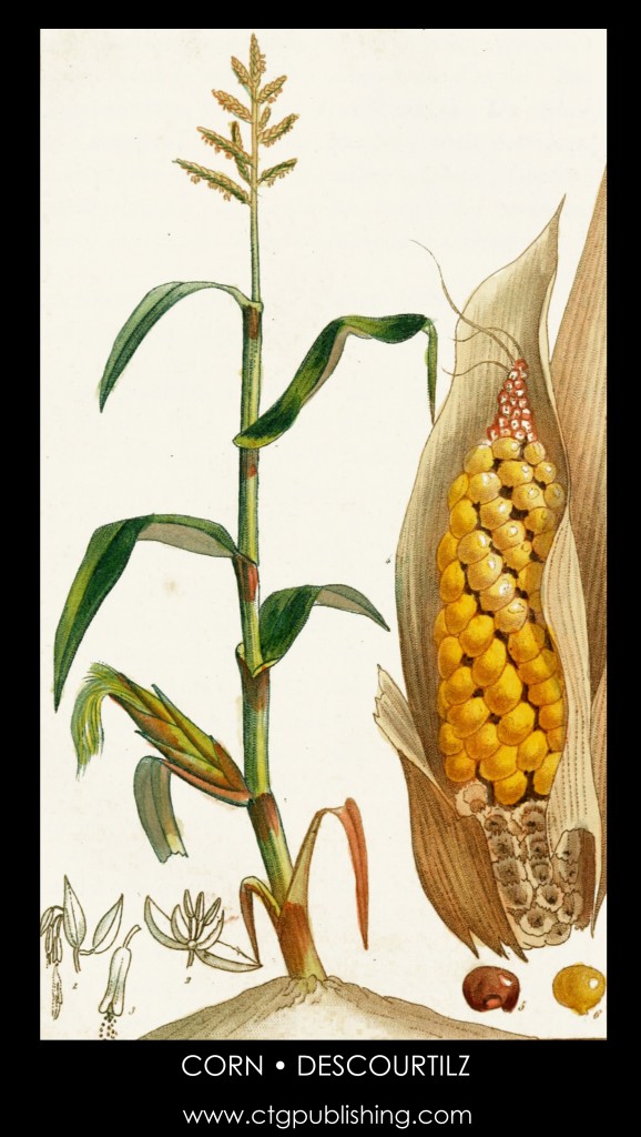 Corn Plant Illustration by Descourtilz