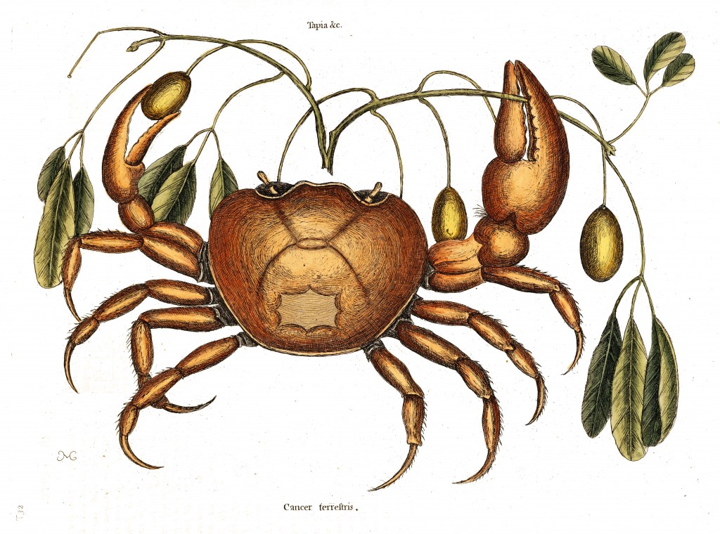 Crab Illustration by Mark Catesby circa 1722