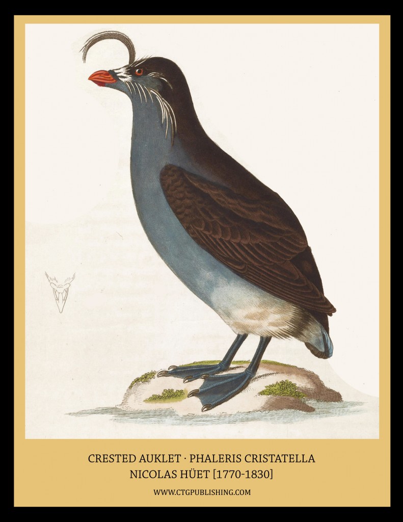 Crested Auklet - Illustration by Nicolas Huet