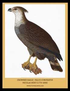 Crowned Eagle - Illustration by Nicolas Huet