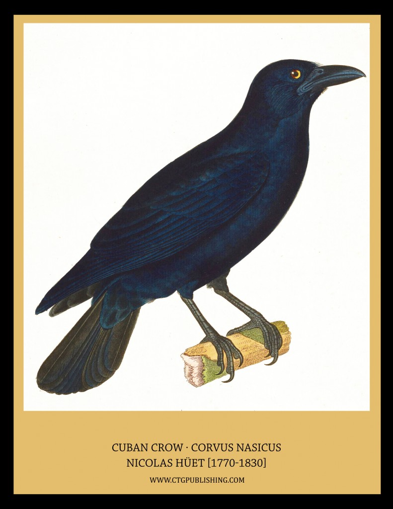 Cuban Crow - Illustration by Nicolas Huet