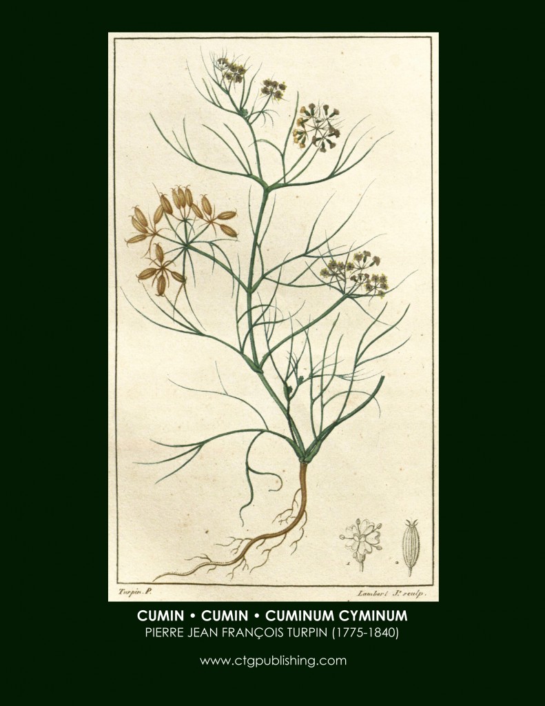 Cumin Botanical Print by Turpin