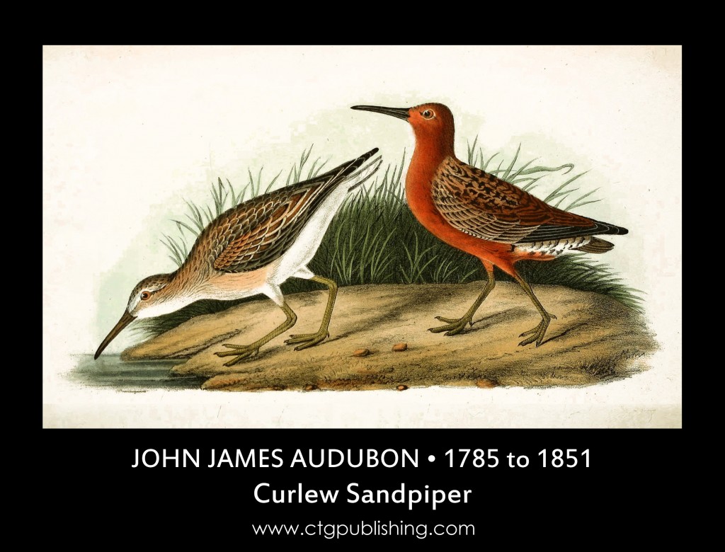 Curlew Sandpiper - Illustration by John James Audubon circa 1840
