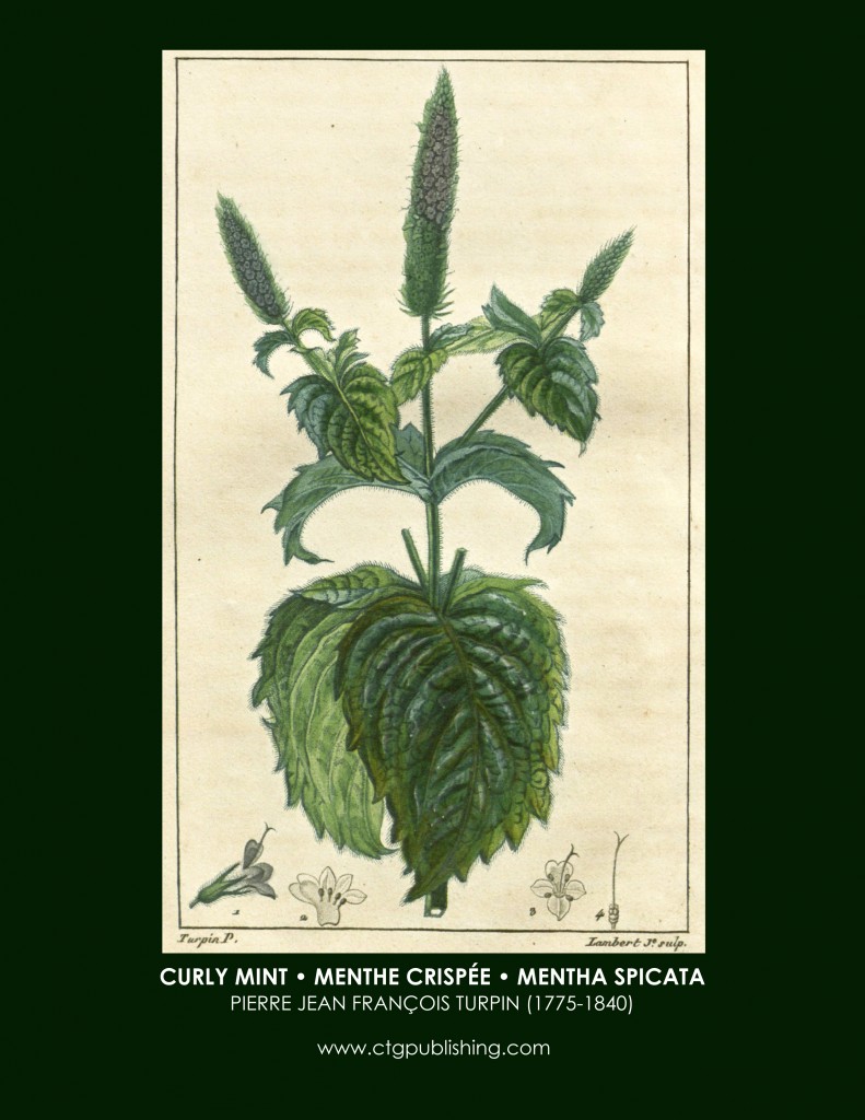 Curly Mint Botanical Print by Turpin