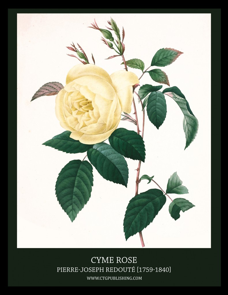 Cyme Rose -Illustration by Pierre-Joseph Redoute