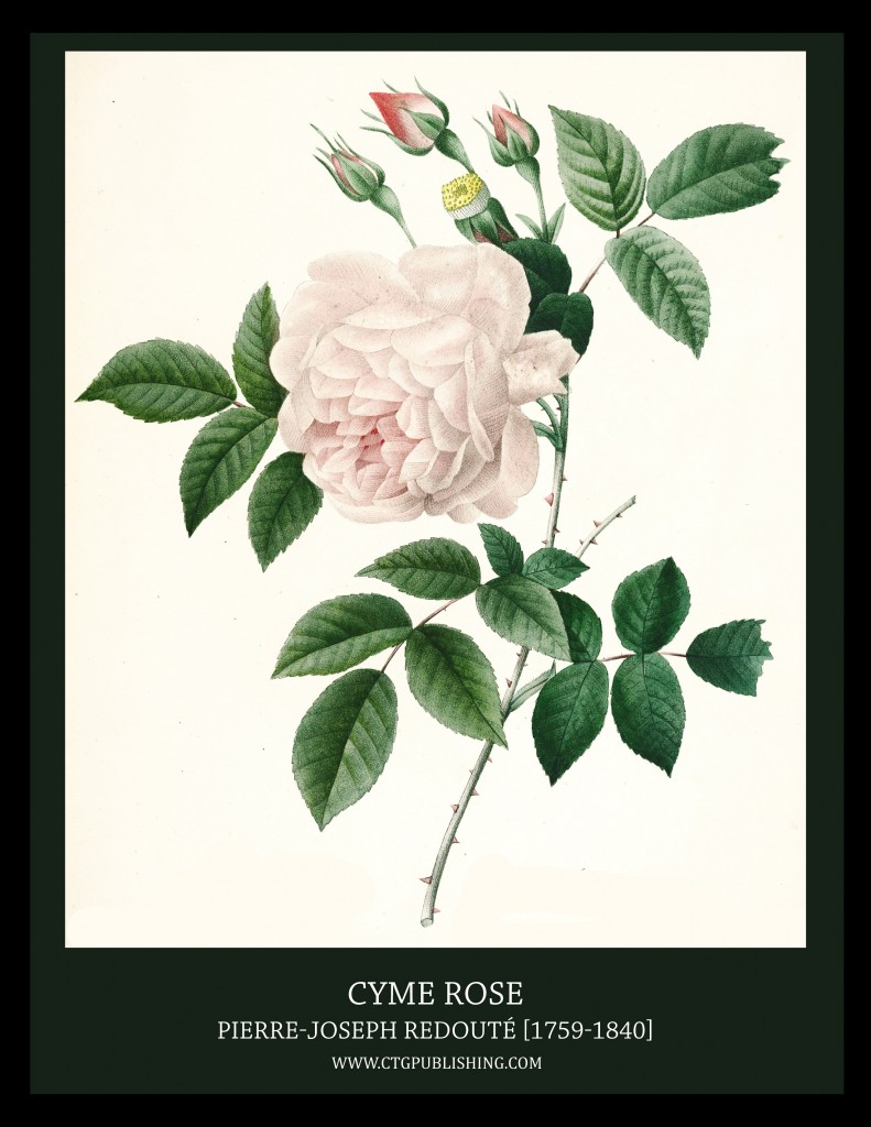 Cyme Rose -Illustration by Pierre-Joseph Redoute