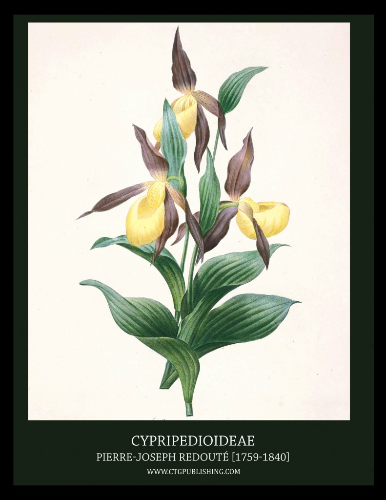 Cypripedioideae - Illustration by Pierre-Joseph Redoute