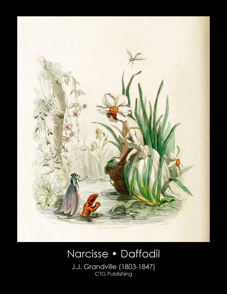 Daffodil Illustration From J. J. Grandville's Animated Flowers