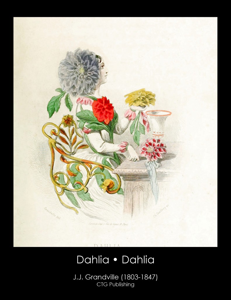 Dahlia Illustration From J. J. Grandville's Animated Flowers