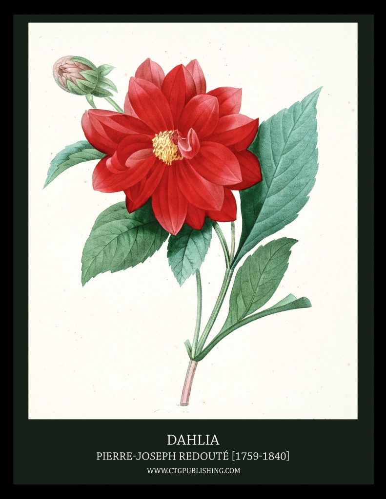 Dahlia - Illustration by Pierre-Joseph Redoute