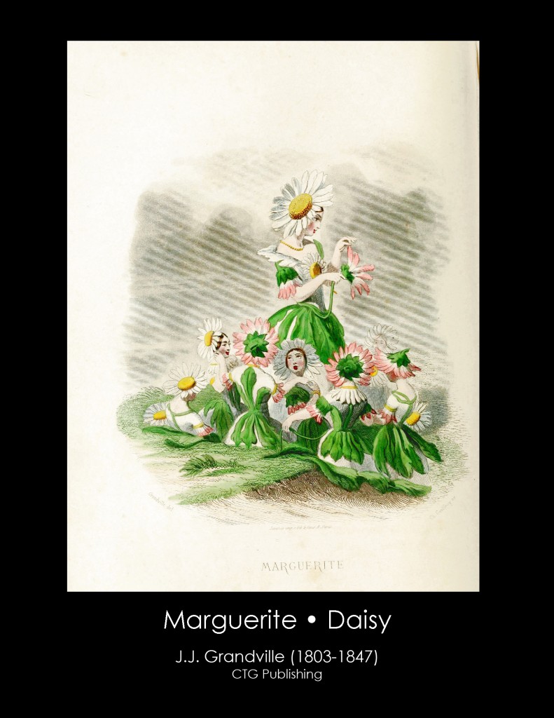 Daisy Illustration From J. J. Grandville's Animated Flowers