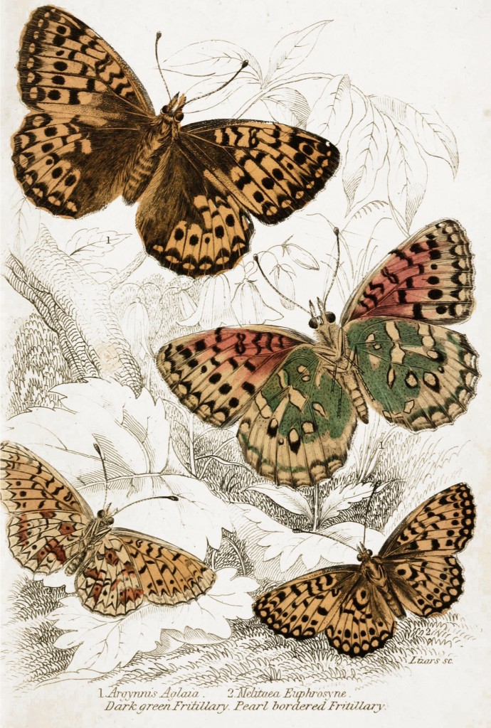 Dark Green and Pearl Bordered Fritillar Butterfly - Illustration by W.H. Lizars circa 1855
