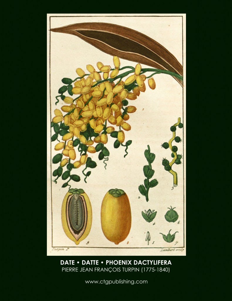 Date Fruit Botanical Print by Turpin