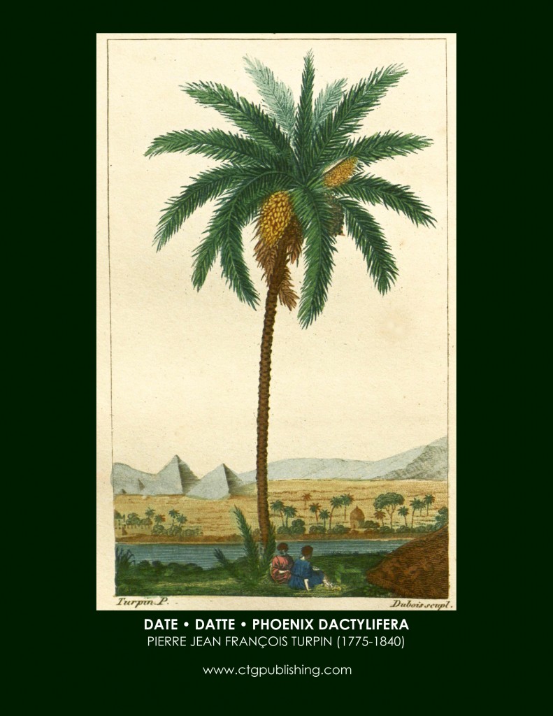 Date Tree Botanical Print by Turpin