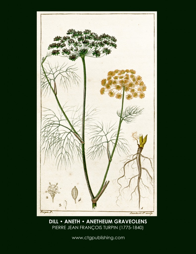 Dill Botanical Print by Turpin