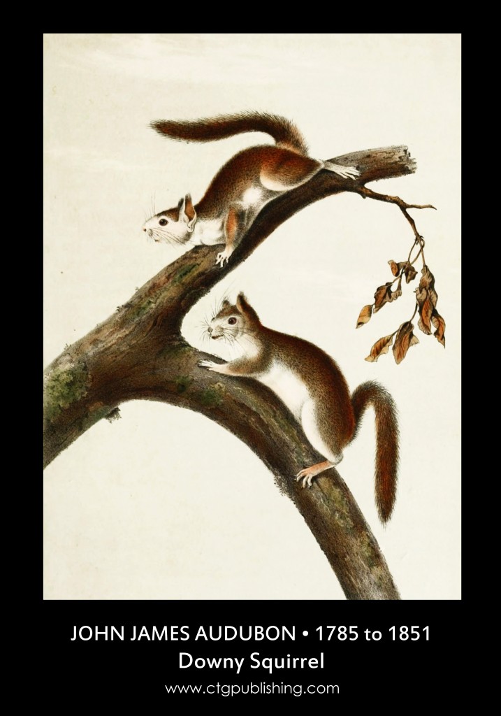 Downy Squirrel - Illustration by John James Audubon