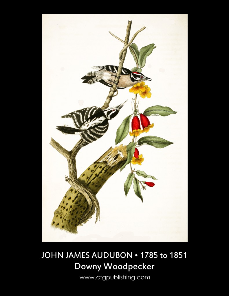 Downy Woodpecker - Illustration by John James Audubon circa 1840