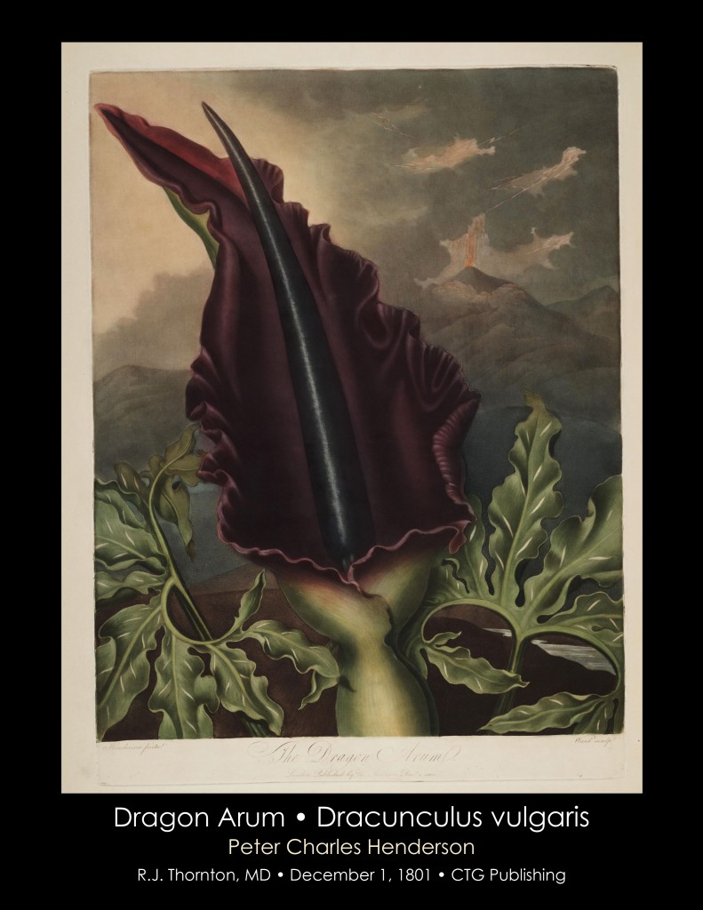 Dragon Arum Illustration from Temple of Flora R.J. Thornton published 1801